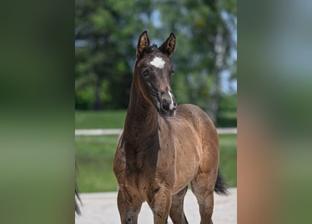 German Sport Horse, Mare, , Brown