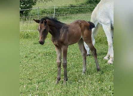 German Sport Horse, Mare, , Brown