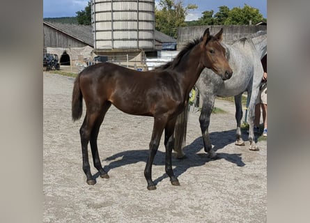 German Sport Horse, Mare, Foal (04/2025), Brown