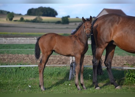 German Sport Horse, Mare, Foal (01/2025), Brown