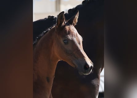German Sport Horse, Mare, Foal (04/2025), Brown