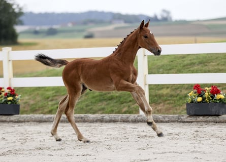 German Sport Horse, Mare, Foal (05/2025), Brown
