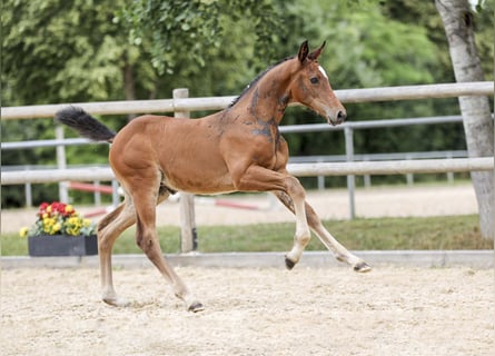 German Sport Horse, Mare, Foal (05/2025), Brown
