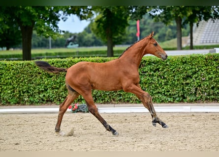 German Sport Horse, Mare, Foal (04/2026), Brown