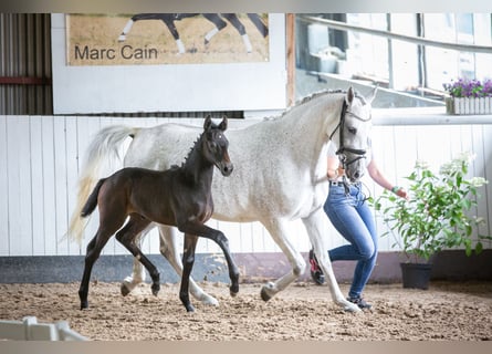 German Sport Horse, Mare, Foal (05/2026), Can be white
