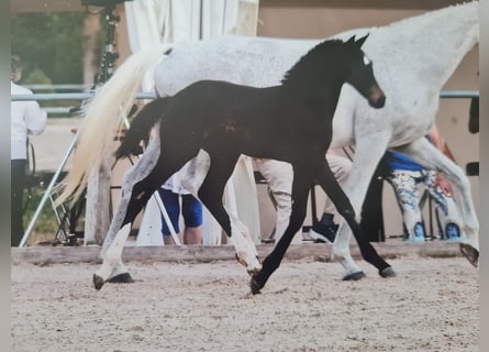 German Sport Horse, Mare, Foal (05/2026), Can be white
