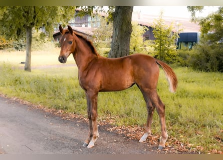 German Sport Horse, Mare, Foal (05/2025), Chestnut