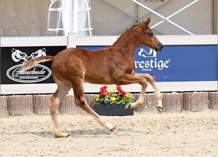 German Sport Horse, Mare, Foal (04/2025), Chestnut