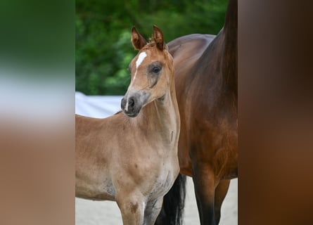 German Sport Horse, Mare, Foal (05/2024), Chestnut