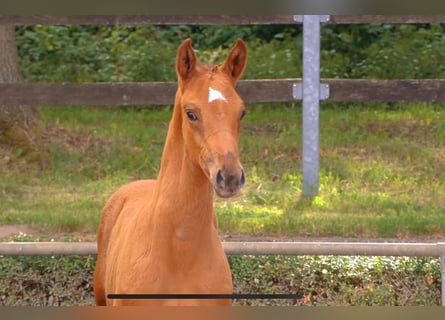 German Sport Horse, Mare, Foal (04/2024), Chestnut-Red