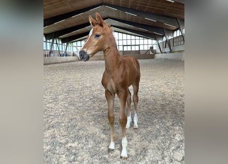 German Sport Horse, Mare, Foal (05/2024), Chestnut-Red