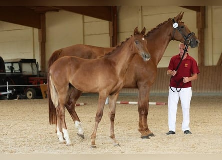German Sport Horse, Mare, Foal (02/2025), Chestnut-Red