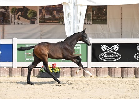 German Sport Horse, Mare, , Gray