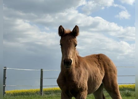 German Sport Horse, Mare, Foal (02/2026), Palomino