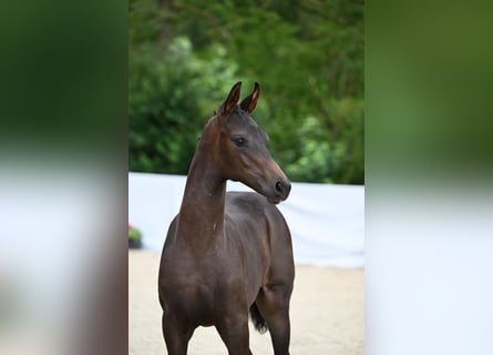 Deutsches Sportpferd, Stute, Fohlen (05/2024), Schwarzbrauner