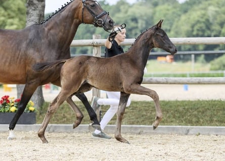 German Sport Horse, Mare, Foal (05/2025), Smoky-Black