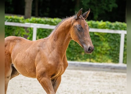 German Sport Horse, Mare, Foal (05/2025), Smoky-Black