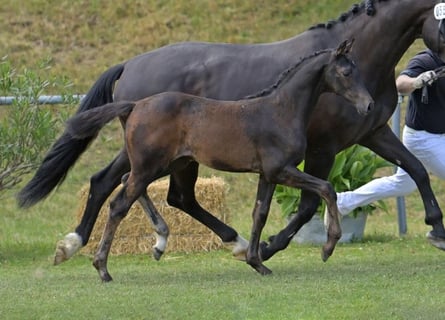 German Sport Horse, Mare, Foal (04/2025), Smoky-Black