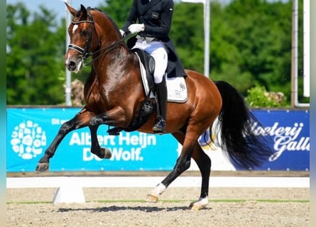German Sport Horse, Stallion, 12 years, 17 hh, Brown