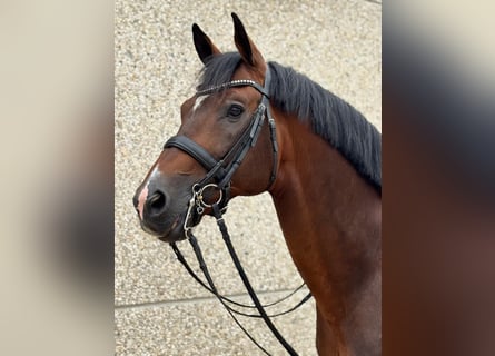 German Sport Horse, Stallion, 12 years, 17 hh