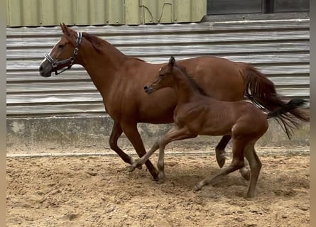 German Sport Horse, Stallion, 1 year, 16.1 hh, Brown