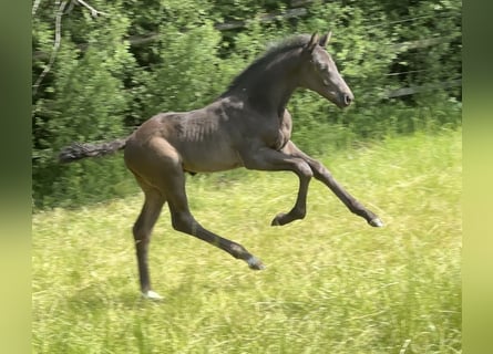 German Sport Horse, Stallion, 1 year, 16.2 hh, Black