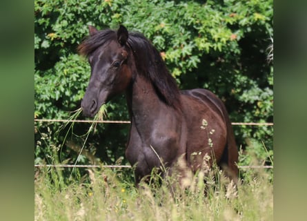 Deutsches Sportpferd, Hengst, 1 Jahr, 16,2 hh, Rappe