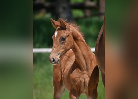 German Sport Horse, Stallion, 1 year, 16.2 hh, Chestnut-Red