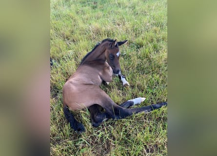 German Sport Horse, Stallion, 1 year, 16,3 hh, Gray