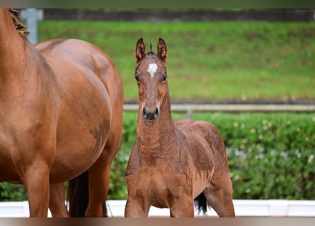 German Sport Horse, Stallion, 1 year, 16,1 hh, Brown