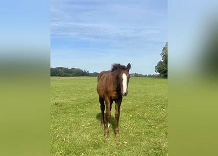 German Sport Horse, Stallion, 1 year, 16,2 hh, Chestnut
