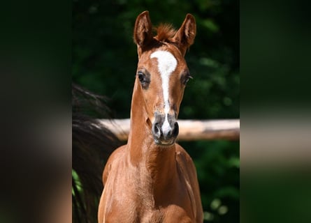 German Sport Horse, Stallion, 1 year, 16,2 hh, Chestnut
