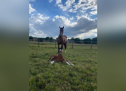 German Sport Horse, Stallion, 1 year, 17 hh, Brown