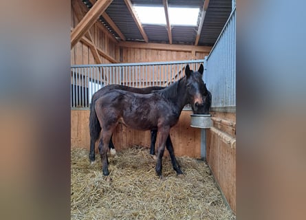 German Sport Horse, Stallion, 1 year, Bay-Dark