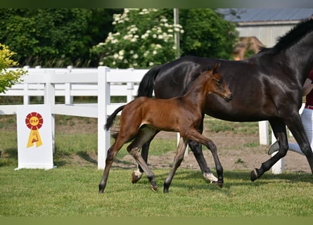 German Sport Horse, Stallion, 1 year, Bay-Dark