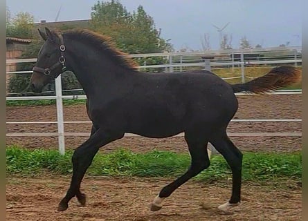German Sport Horse, Stallion, 1 year, Bay-Dark