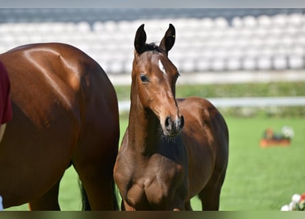 German Sport Horse, Stallion, 1 year, Brown