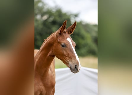 German Sport Horse, Stallion, 1 year, Chestnut-Red