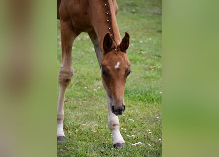 German Sport Horse, Stallion, 1 year, Chestnut-Red