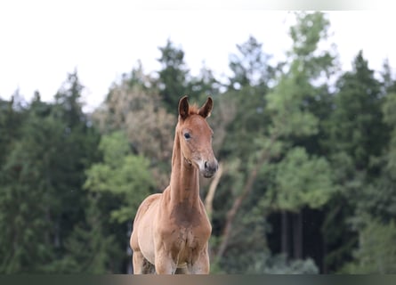 German Sport Horse, Stallion, 1 year, Chestnut-Red
