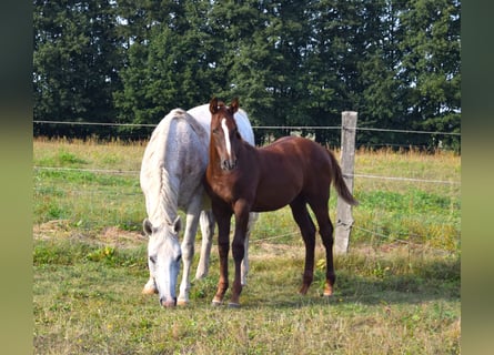 German Sport Horse, Stallion, 1 year, Chestnut