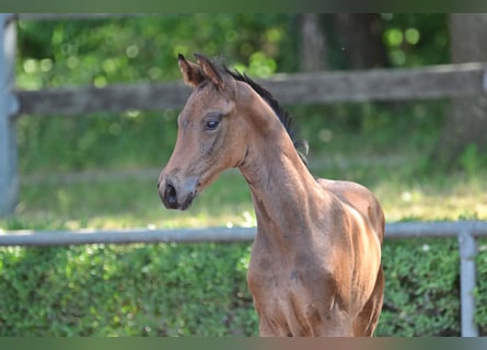German Sport Horse, Stallion, 1 year