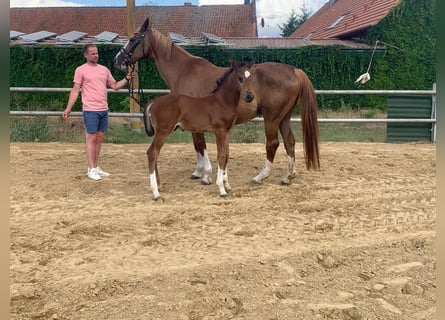 German Sport Horse, Stallion, 1 year