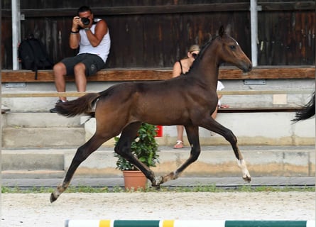 German Sport Horse, Stallion, 1 year