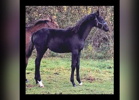 German Sport Horse, Stallion, 1 year, Smoky-Black
