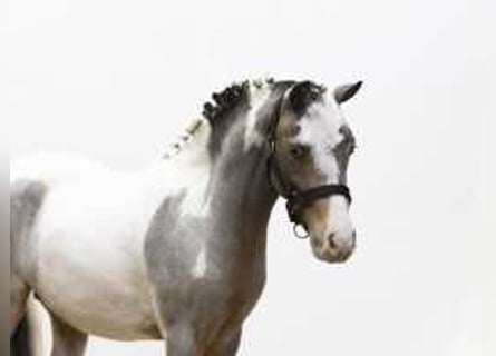 German Sport Horse, Stallion, 2 years, 11,2 hh, Gray