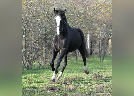 German Sport Horse, Stallion, 2 years, 16,1 hh