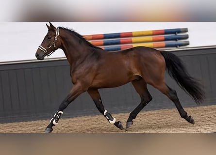 German Sport Horse, Stallion, 2 years, 16.2 hh, Brown