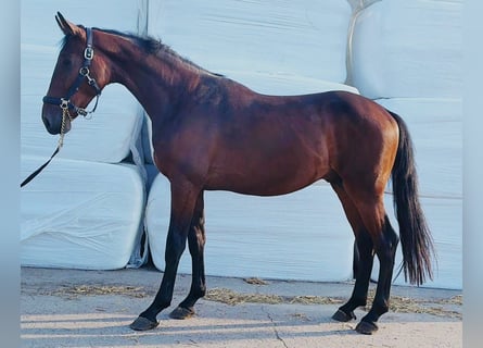 German Sport Horse, Stallion, 2 years, 16.2 hh, Brown
