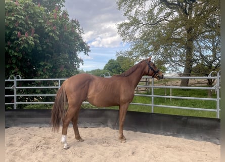 German Sport Horse, Stallion, 2 years, 16 hh, Chestnut